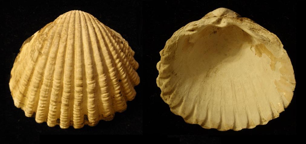 Cerastoderma glaucum (Poiret, 1789) - Pliocene - Toscana